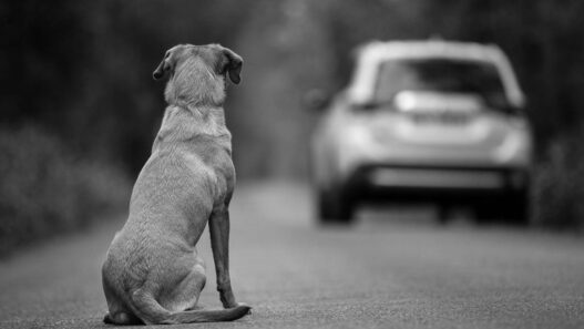 Maltrato y abandono animal suben 70% en Sinaloa por violencia