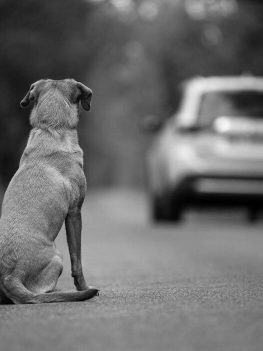 Maltrato y abandono animal suben 70% en Sinaloa por violencia