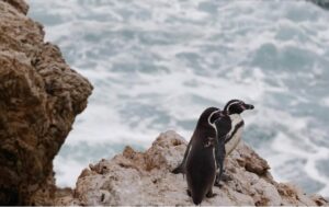Científicos evalúan amenazas a pingüinos de Punta San Juan, Perú