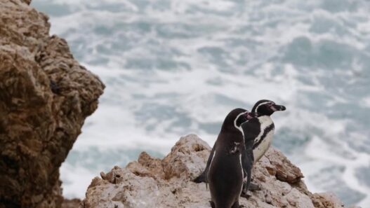 Científicos evalúan amenazas a pingüinos de Punta San Juan, Perú