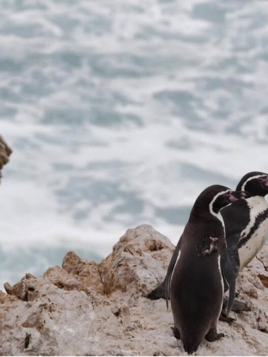 Científicos evalúan amenazas a pingüinos de Punta San Juan, Perú