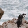 Científicos evalúan amenazas a pingüinos de Punta San Juan, Perú