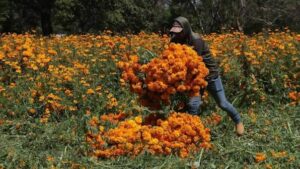 Puebla prepara más de 2 mil hectáreas de flor de muerto para la temporada