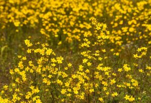 Flores amarillas: significado y dónde comprarlas en CDMX