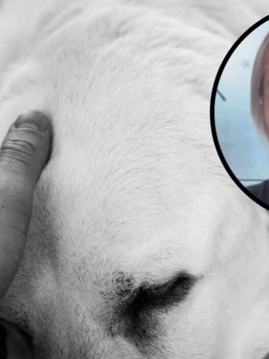 Proponen 3 días de descanso pagado por fallecimiento de mascota